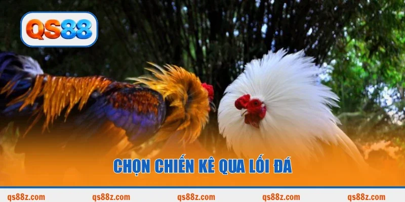 Chọn chiến kê qua lối đá