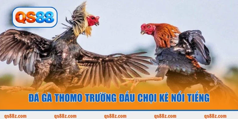 Đá gà Thomo trường đấu chọi kê nổi tiếng